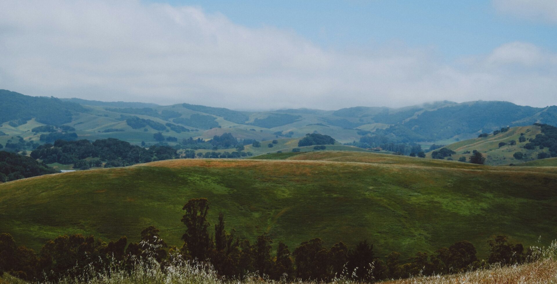 Rolling green hills with trees