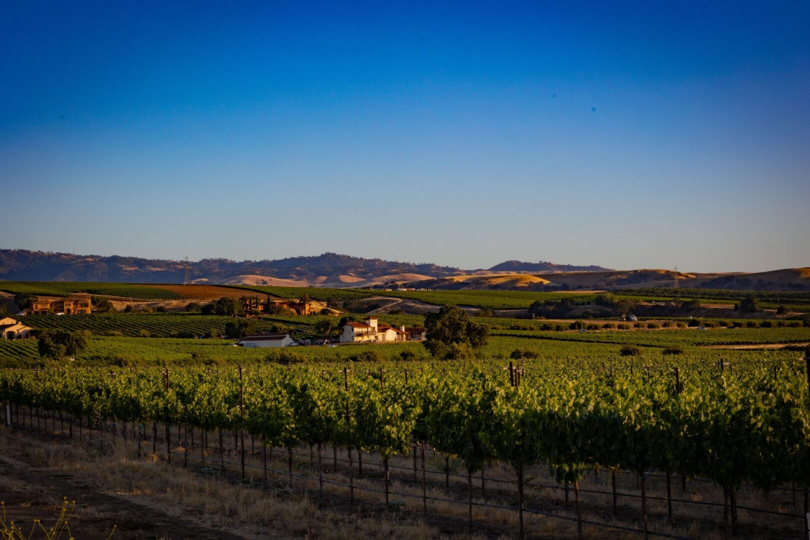 Vineyard and farmhouse at sunset